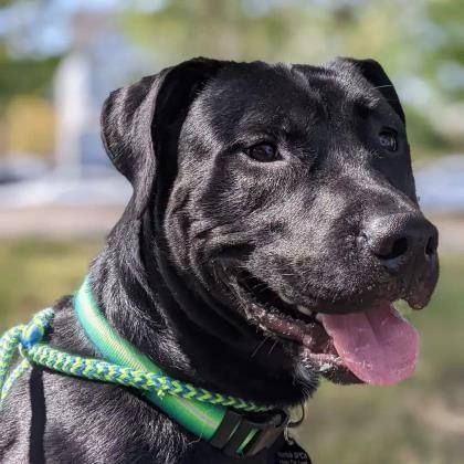 Pets for Adoption at Norfolk SPCA, in Norfolk, VA | Petfinder