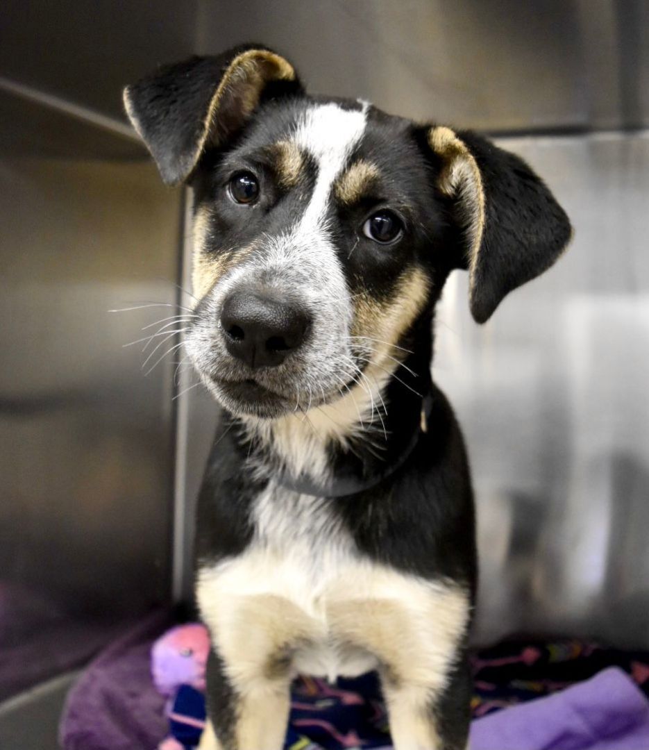 Pets for Adoption at Norfolk SPCA, in Norfolk, VA | Petfinder