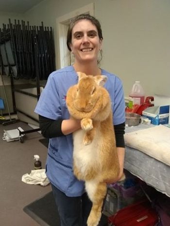 Our low cost clinics are for rabbits and cats.
