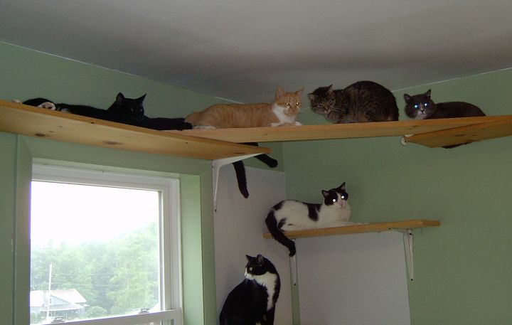 We have 4 freerange kitty rooms.