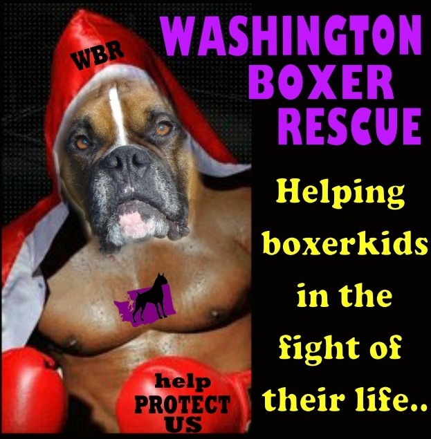 Pets for Adoption at WASHINGTON BOXER RESCUE, in ...