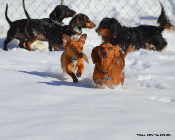 Dachshund Rescue NW & Dachshund Club of Spokane