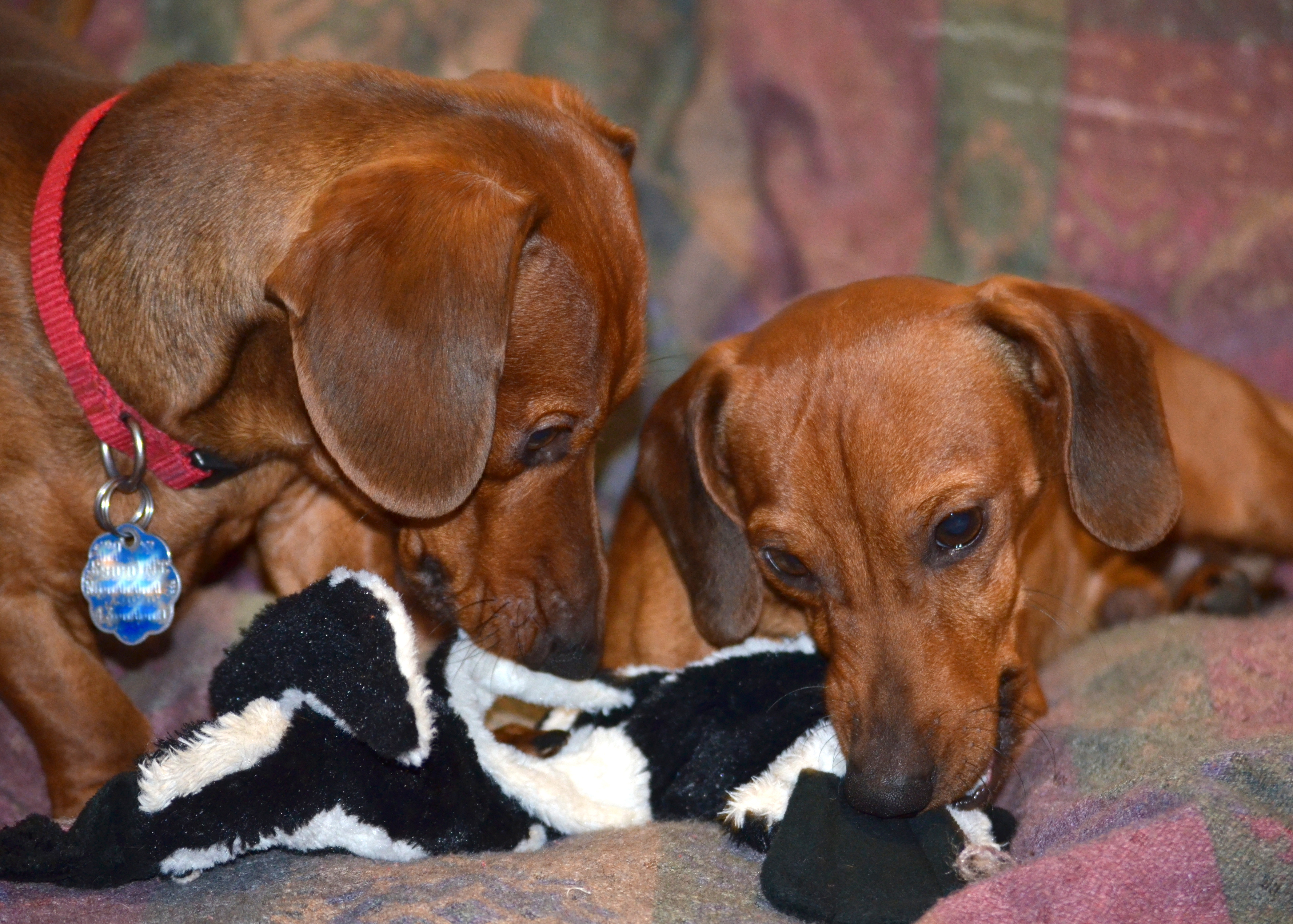 Dachshund Rescue NW & Dachshund Club of Spokane