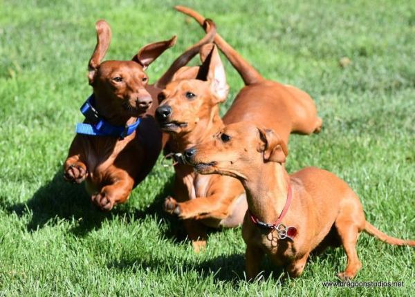 Dachshund Rescue NW & Dachshund Club of Spokane