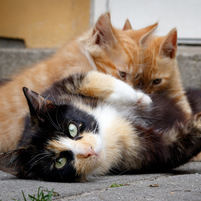 PAWS of Bainbridge Island/North Kitsap