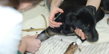 PAWS Provides Low Income Vet Assistance
