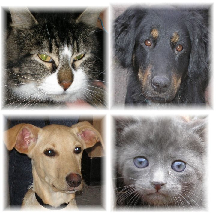 Pets for Adoption at Rescued Paws, in Longview, WA Petfinder