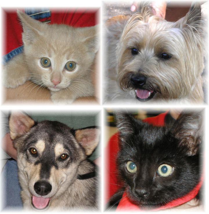 Pets for Adoption at Rescued Paws, in Longview, WA Petfinder