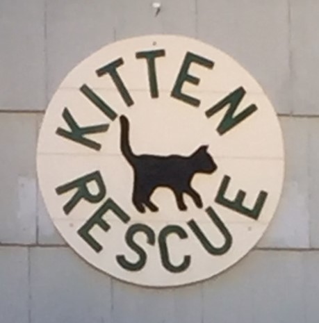 Kitten Rescue of Mason County