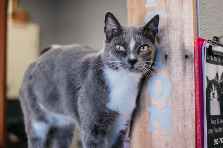 Kitty Korner at Humane Society of Cowlitz County