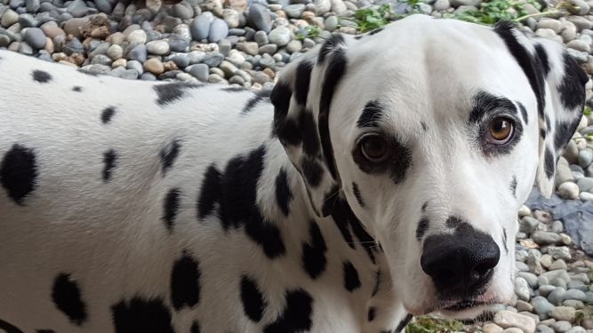 Dalmatian Rescue of Puget Sound