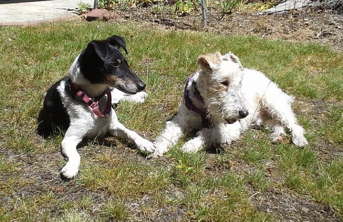 Fox Terrier Fanciers of Puget Sound Rescue