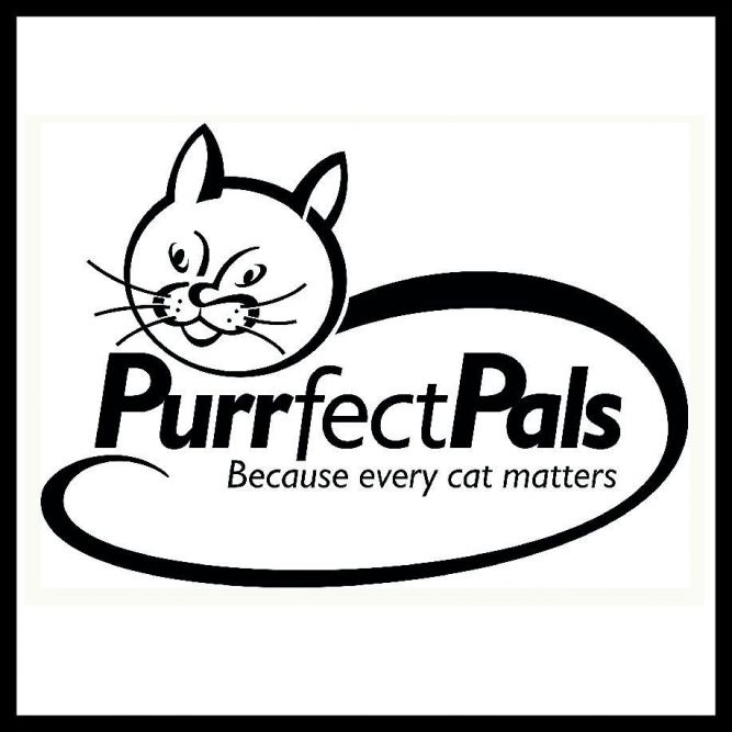 Purrfect pals sale rescue