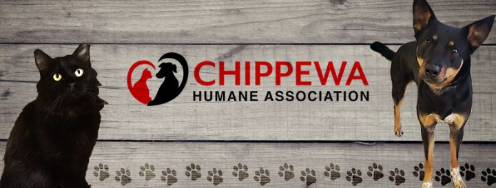 Pets for Adoption at Chippewa Humane Association in Chippewa