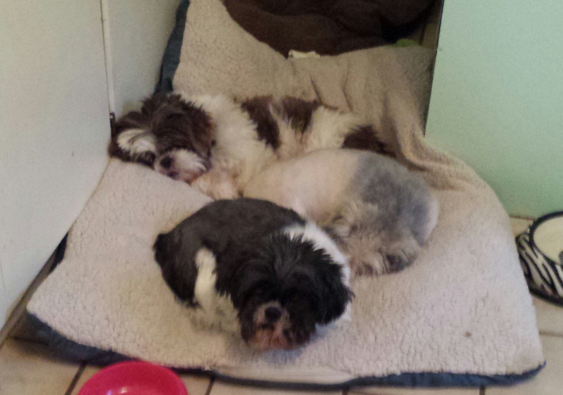 Pets For Adoption At Shih Tzu Rescue Of Central Wi In Schofield Wi Petfinder