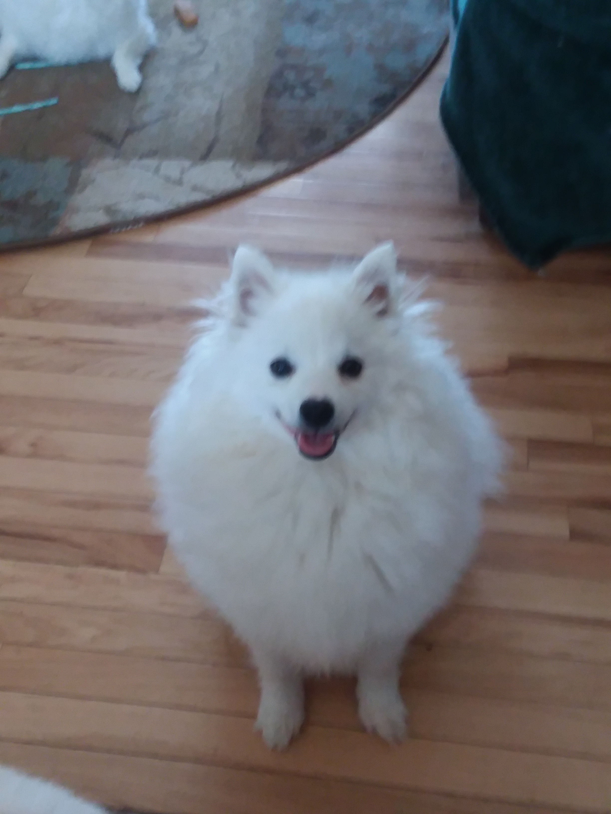 Pets for Adoption at Heartbandits American Eskimo Rescue, in NEW LONDON