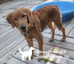 Pets For Adoption At Wisconsin Adopt A Golden Retriever Inc In Brookfield Wi Petfinder