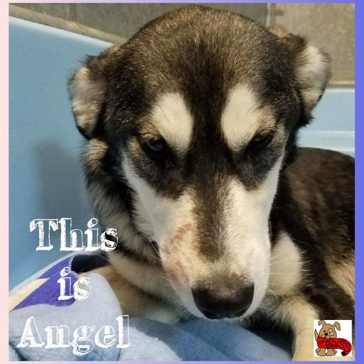 Help us Help Angel!  See our FB page