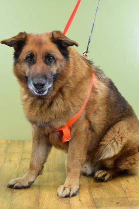 YURIE - with the rescue since March 2018