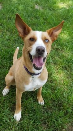 SILAS - with the rescue since Jan 2016