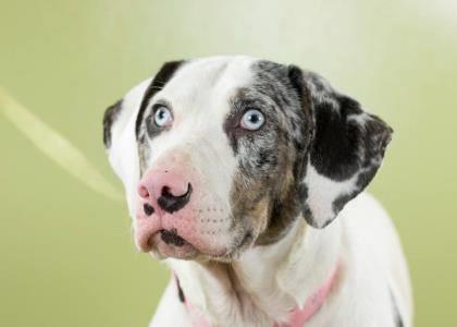 NOLA - with the rescue since July 2016