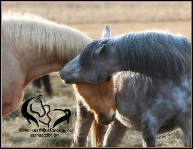 Midwest Horse Welfare Foundation, Inc.