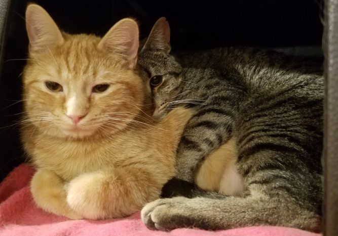 Marshfield Area Pet Shelter