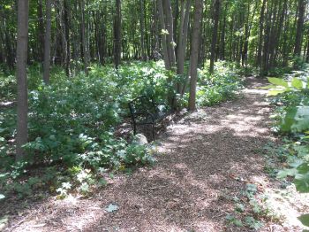 Part of our fenced in woods and walking paths