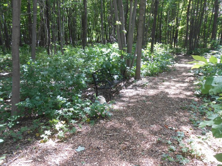 Part of our fenced in woods and walking paths