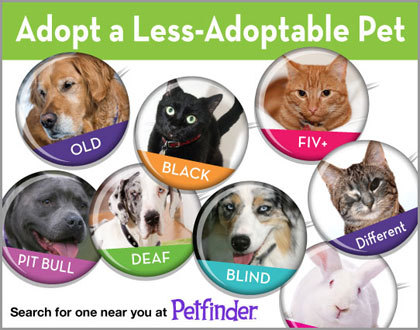 Pets For Adoption At Eau Claire County Humane Association In Eau Claire Wi Petfinder
