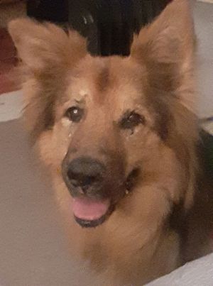 Arfs German Shepherd Rescue Inc