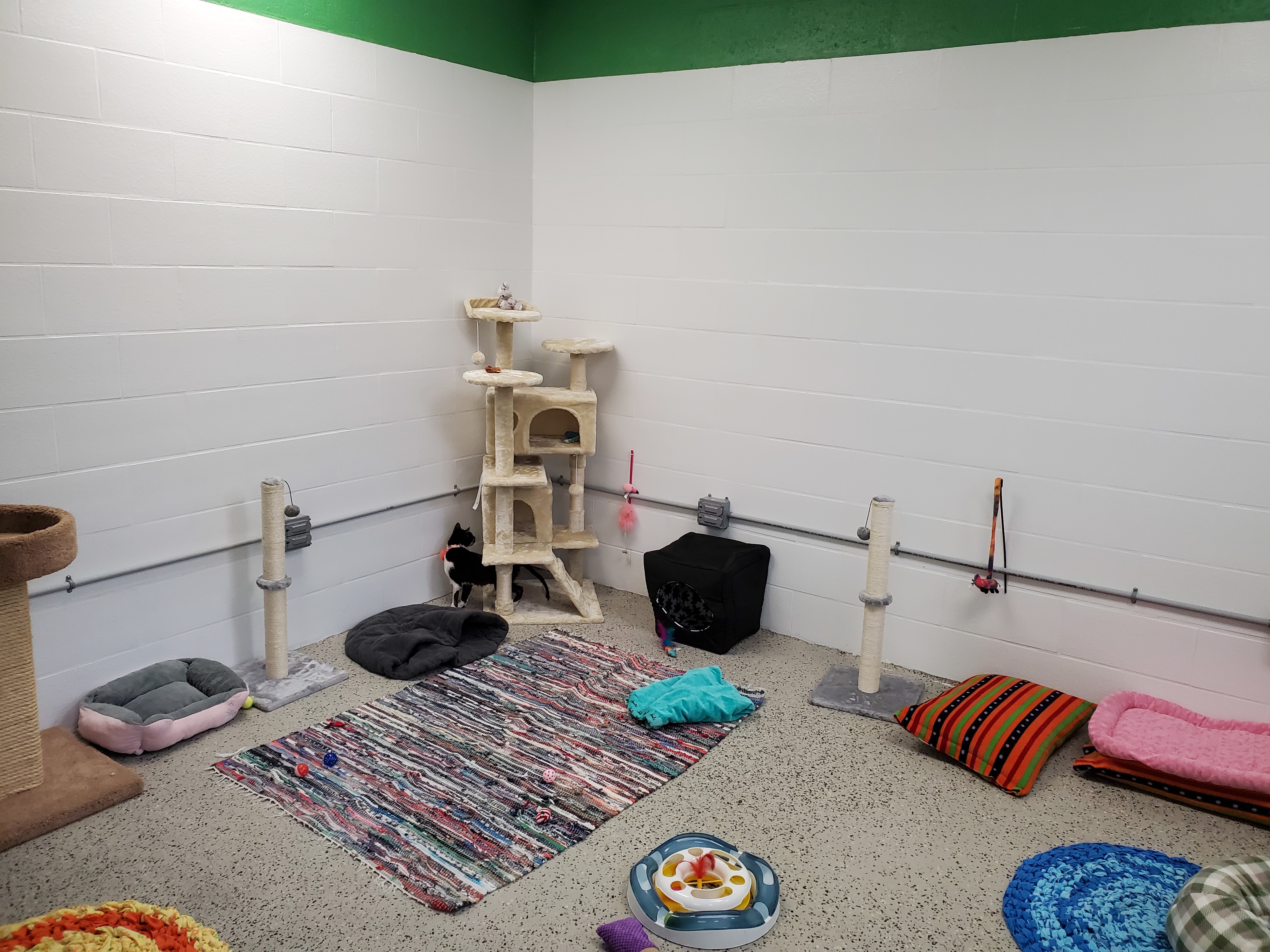 Huntington Cabell Wayne Animal Shelter - bo5ukvu