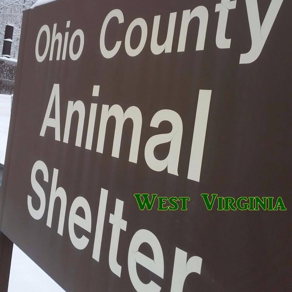 Pets For Adoption At Ohio County Animal Shelter In Triadelphia Wv Petfinder