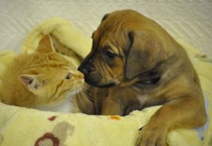Berkeley County Humane Society