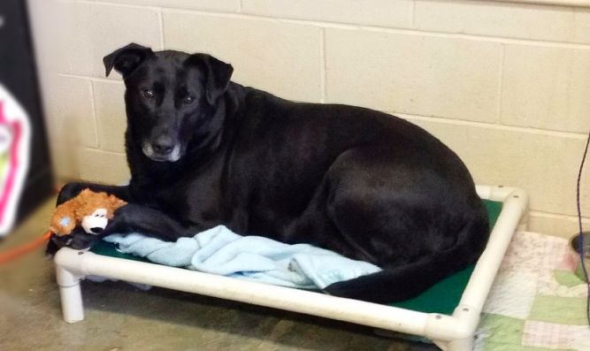 Pleasants County Humane Society