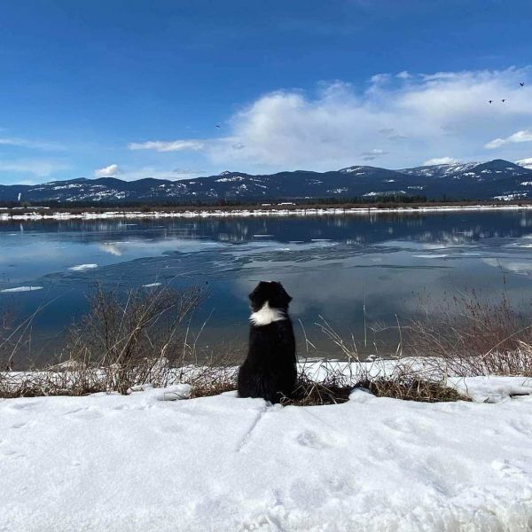 Western Australian Shepherd Rescue