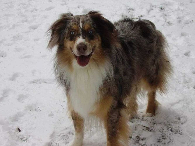 Western Australian Shepherd Rescue