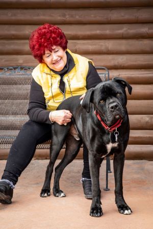 3 Dog Rescue