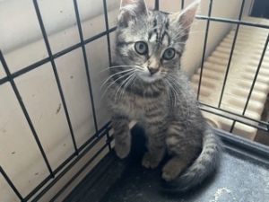 Adopt-A-Pet Clinic, Inc.