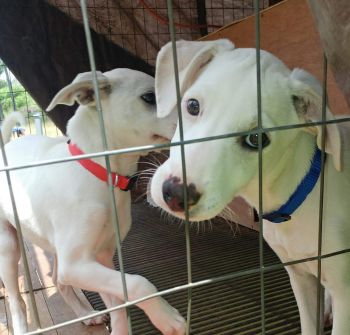 Lavani and "Snow" White ADOPTED