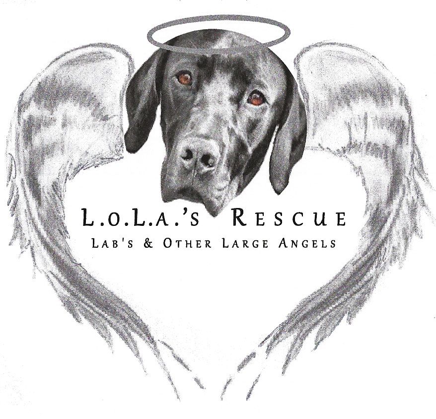 LOLA'S Rescue (Labs and Other Large Angels)