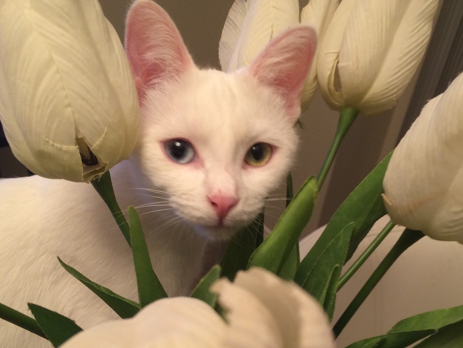 SAINT Rescue and Adoption