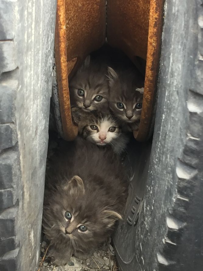 SAINT Rescue and Adoption