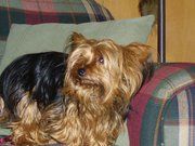 Hoovers Hause All Dog Rescue