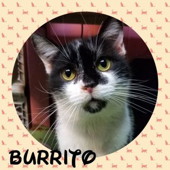 Burrito!