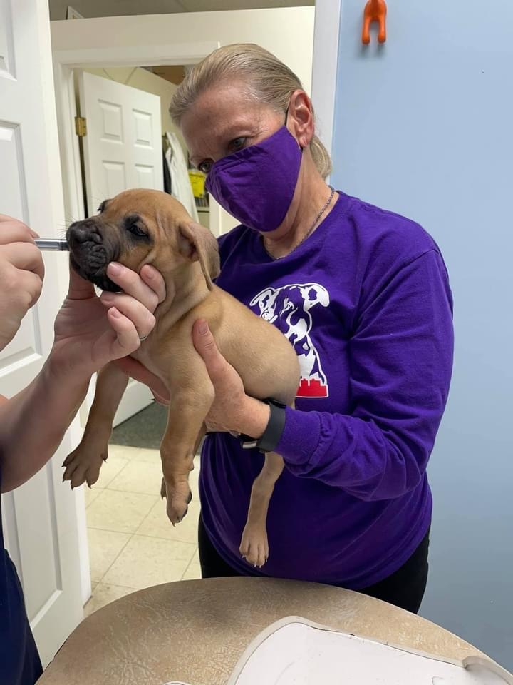 Pets for Adoption at Make a Difference Rescue, in Birmingham, MI