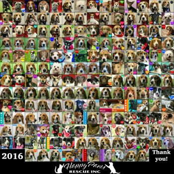 2016 Adoptions Collage