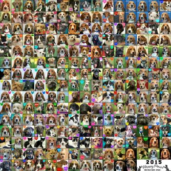 2015 Adoptions Collage