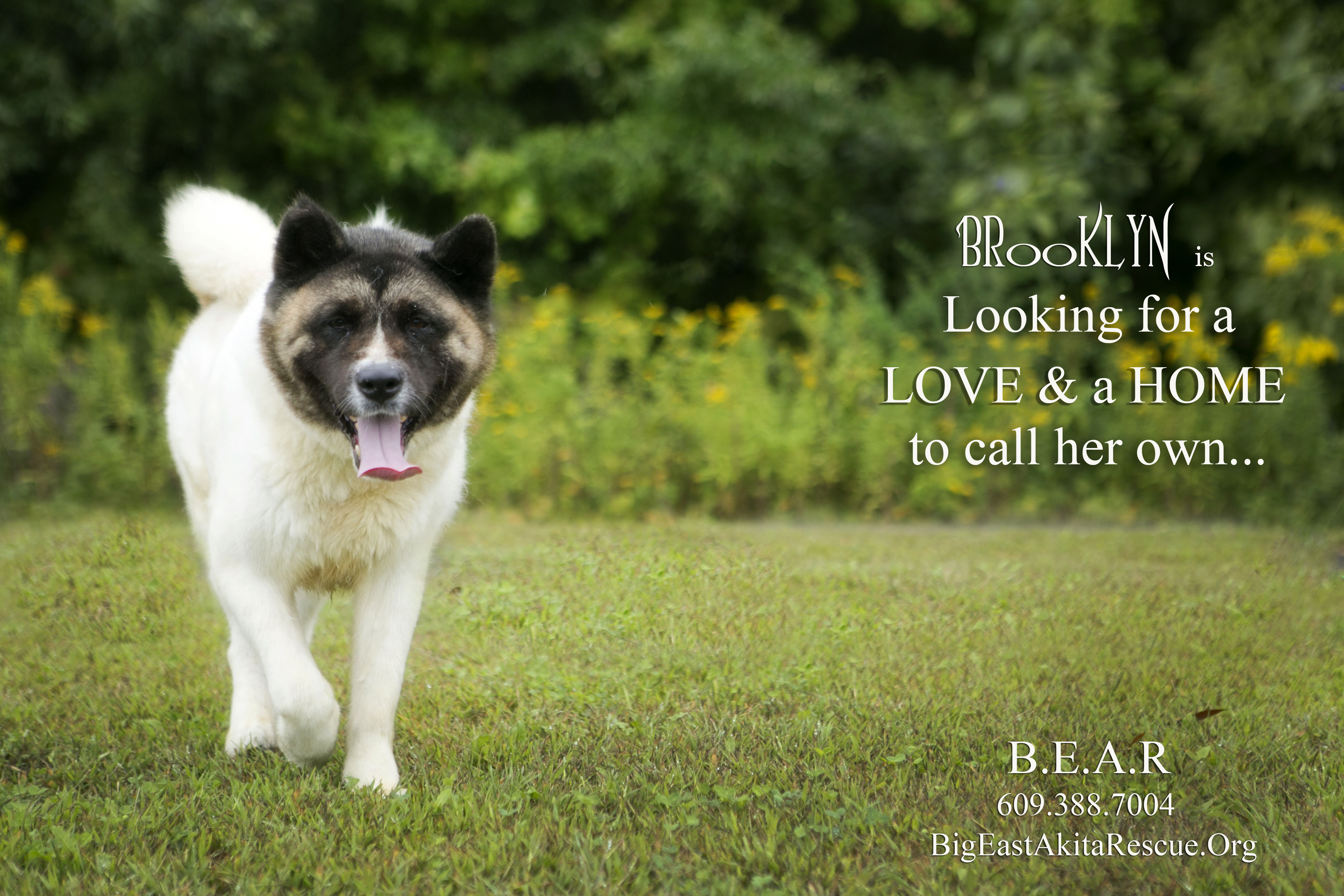 Akita rehoming 2024