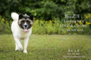 Adopt akita hot sale near me